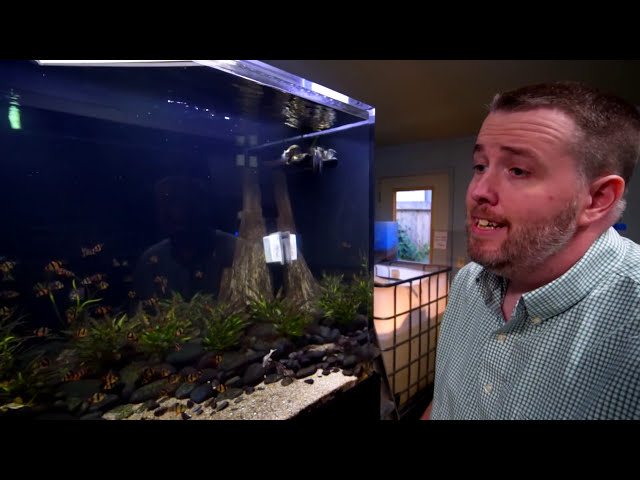 ADDING NEW FISH IN THE 800 GALLON AQUARIUM