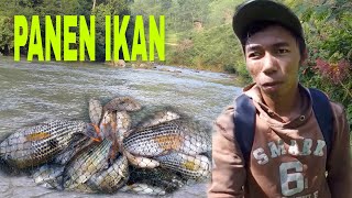 Download lagu ngecrik di sungai deras sore hari net fishing mp3