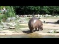 Hippo HAS GAS Farts Then Flicks Poop All Over GROSS Must SEE