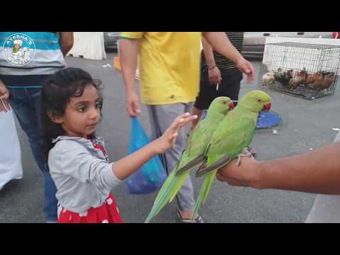 പുതിയ അഥിതികൾക് പുതിയ വീട് /Pet's World/ Birds and Animal Market, Sharjah / Ayesha's kitchen Video