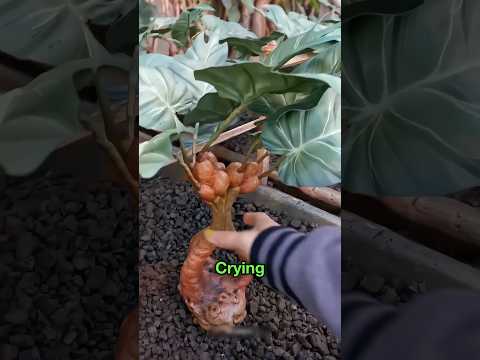 Crying Plant 😨