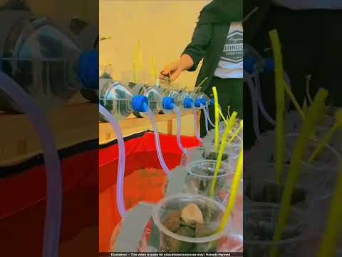 Zero-Cost Veggie & Fish Farm! 🤯 #farming #hydroponics