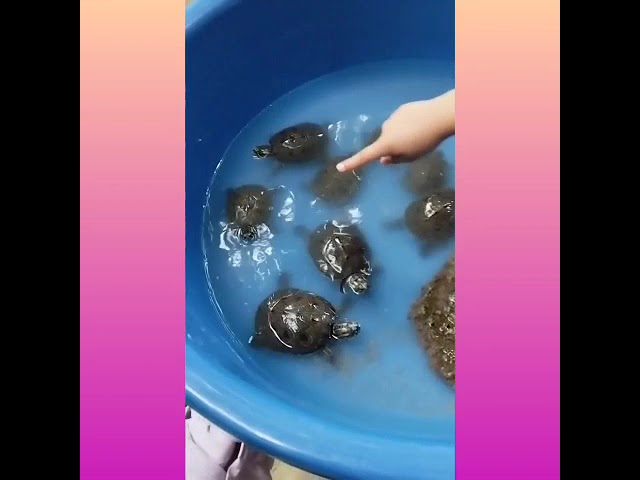 Video 12