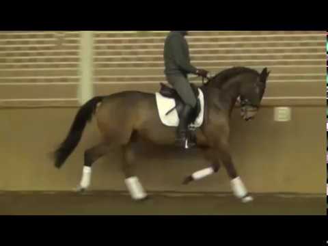 For sale:"All Star" 4y.gelding,KWPN,v. All at Once - vm.Darwin