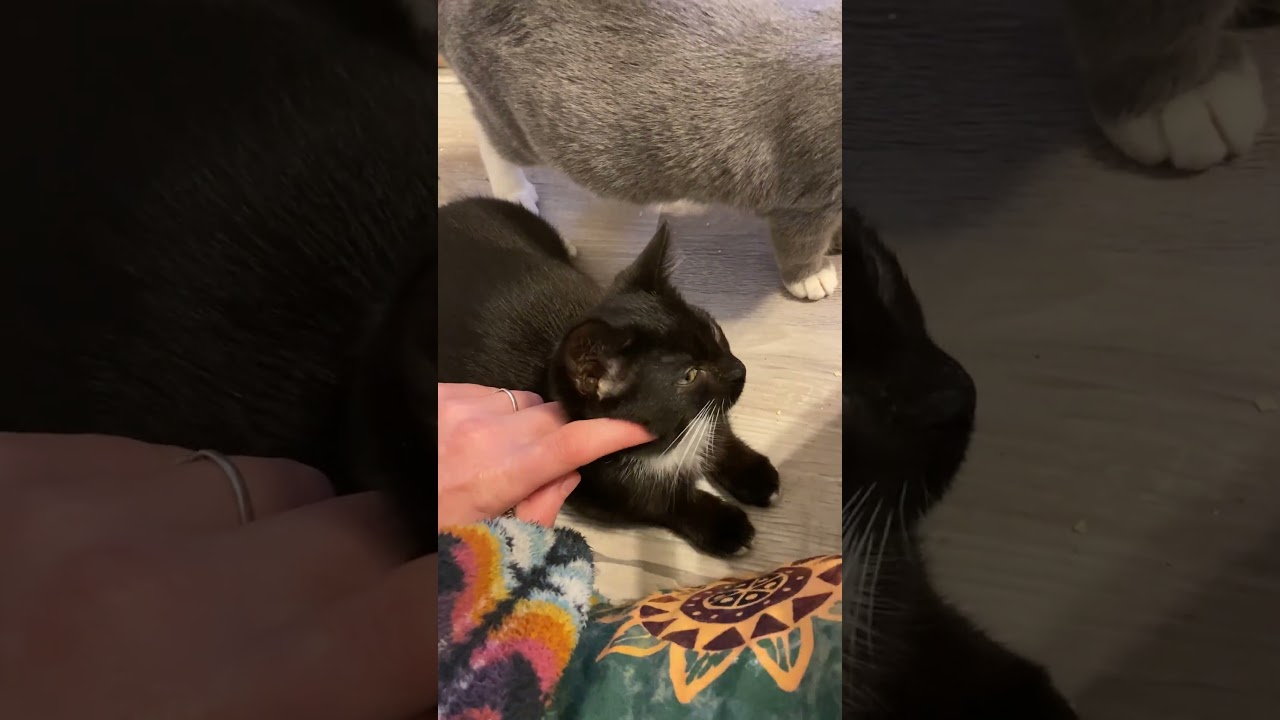 Enlarge C.T., a ADOPTABLE mixed breed in Hilton Head Island, SC video 3/4