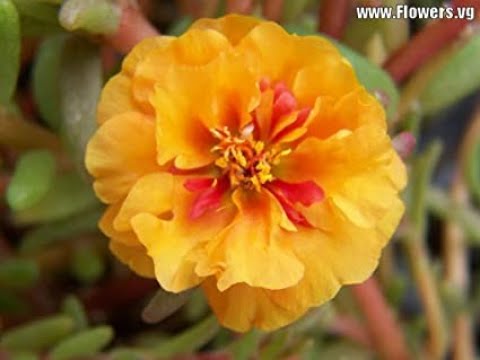 Winter care of Moss Rose