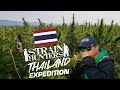 Strain Hunters Thailand Expedition FULL DOCUMENTARY