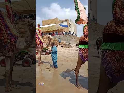 KU Beach Day | Turtle beach Karachi | #beach #travel