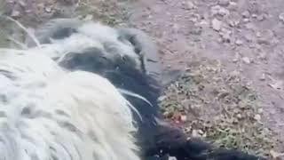 Download lagu Adu kepala sampai mati 😱😱😱 mp3 Download lagu Adu kepala sampai mati 😱😱😱 mp3