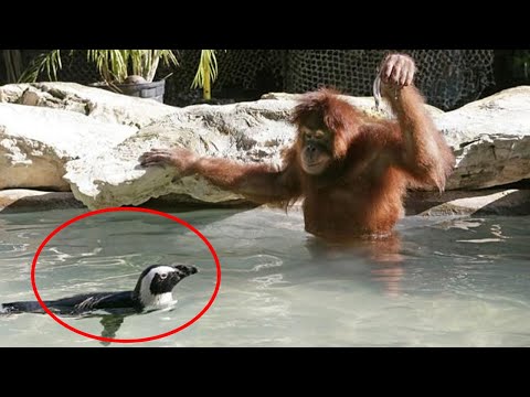 Animals Deserve an Oscar for Best Comedian 😂 Funniest ANIMAL Videos