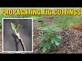 Propagating fig cuttings