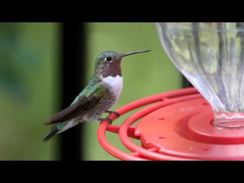 Broad-tailed Hummingbird - Beatty's Guest Ranch - Miller Canyon, AZ - Sept. 19, '10