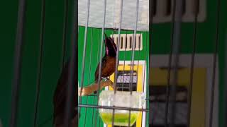 Download lagu kolibri ninja dada coklat gacor isian pelatuk bawang mp3