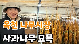 옥천 묘목시장 개장! 사과나무 묘목 가격? 유실수 묘목