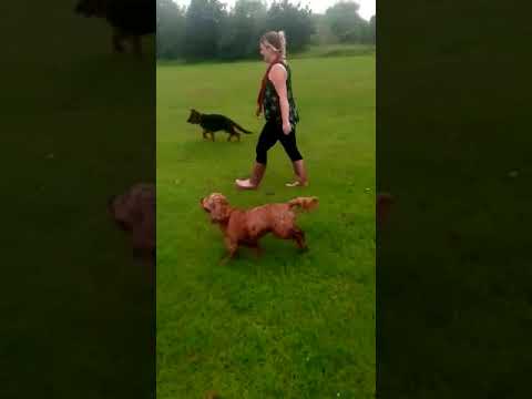 Batson's Happy Dogs video.