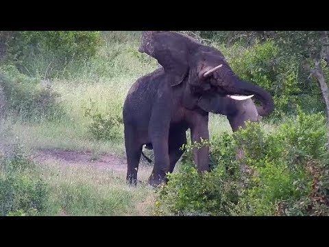 Djuma: Lone Elephant bull - 17:26 - 02/06/2020