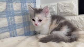 ミヌエットの動画01