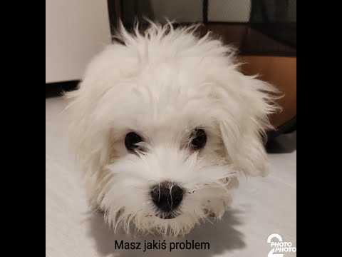 Poradnik-maltańczyk jak nauczyć psa komendy siad #5