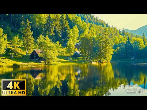 Not Far Still Near - Relaxing Nature In 4K