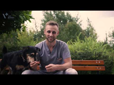 Żywienie psów - czy na pewno wiesz wszystko o karmieniu swojego psa?