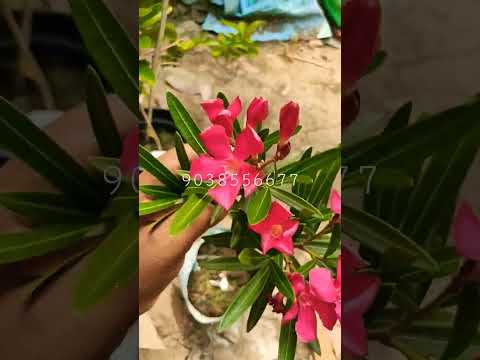 , title : 'Oleander plant kaner karabi 4 colour available care pepogation home garden Horticulture king nursery'