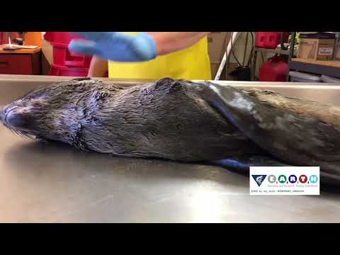 6.2018  Jim Rice on Guadalupe Fur Seals