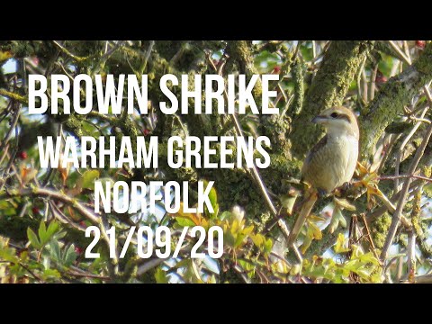 Brown Shrike Warham Greens, Norfolk 21/09/20