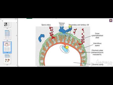 Chorion Decidua Placenta 4