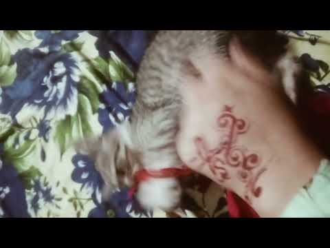 # beautiful cat 😺😺😺 play with lass 