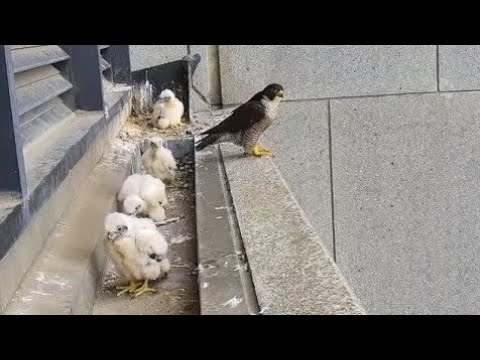 Peregrine Falcon, Wonderful moments with baby Falcon