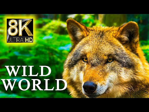 WILD WORLD in 8K ULTRA HD - Relaxing Music and Nature Sounds 8K TV