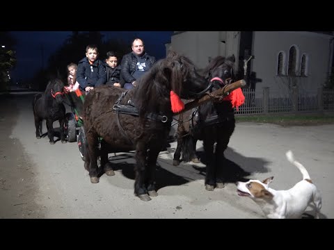 Poneii lui David si Mariutei de la Berindan, Satu Mare - 2022 Nou!!!