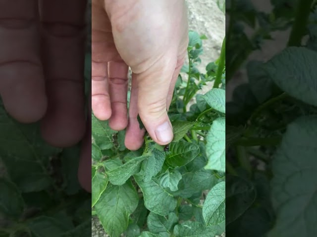 Colorado Beetle Distribution in Field