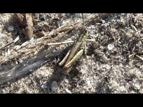 Verkannter Grashüpfer (Chorthippus mollis). Ein Video von KLAUS TAUX