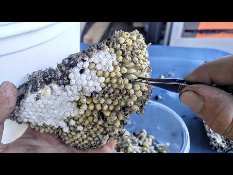 Yellow Jackets INFESTATION Large Nest Inside House Wasps