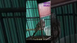 Download lagu Burung Perkutut Lokal Usia 1 bulan setengah belajar bunyi | Suara Burung Perkutut Lokal Paud Betina mp3
