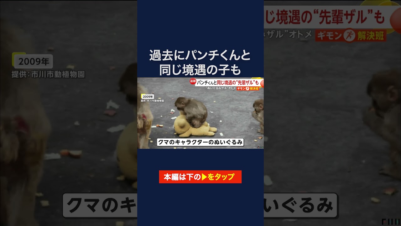 ぬいぐるみが母親代わりのパンチ君、園には過去に同じ境遇のサルがいた　市川市動植物園 #shorts
