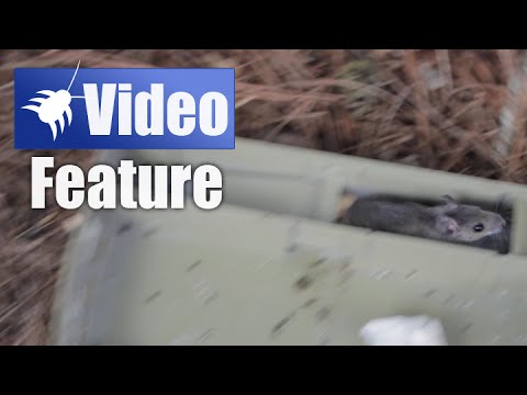  Trapper 24-7 Live Mouse Trap Catch & Release Demo Video 