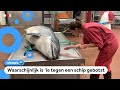 Dolfijn die in haven van Amsterdam zwom dood gevonden