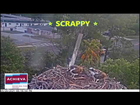 Achieva Osprey Cam ~ Go, Scrappy, Go!  May 20, 2021