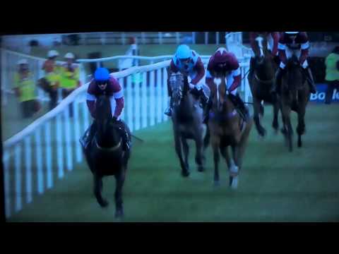 Growise champion novice chase