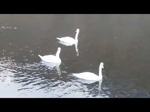 Des cygnes sur la Loire à Retournac (43)