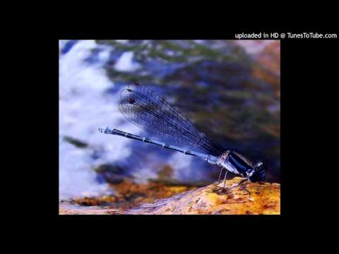 illitheas pres. mavi - blue dragonfly (original mix)