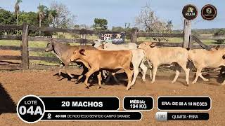 Vídeo LOTE 04 A