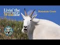 'Livin' The Wildlife': Colorado Mountain Goats