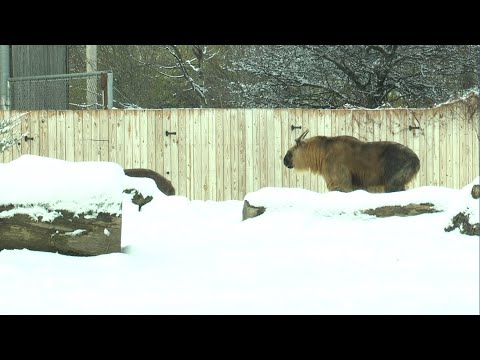 Toledo Zoo changes animal care routines as cold temps return - YouTube