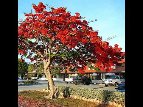 Gulmohar (Delonix regia) - Ornamental tree, striking red/orange flowers, fern-like leaves.
