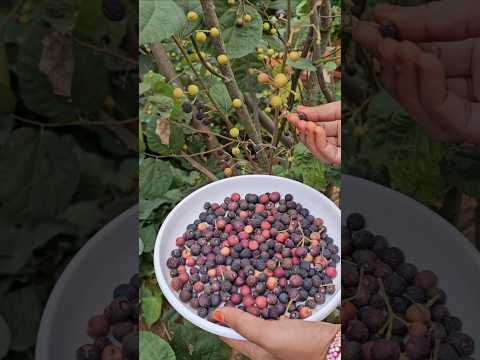 falsa fruits harvesting #falsa #fruits #mygarden #organicfarming #gardening #shortvideo #ytshorts