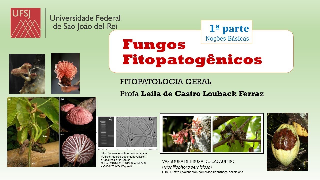FUNGOS Noções básicas 1a parte (FITOPATOLOGIA UFSJ)
