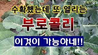 [텃밭농부 1,731]  수확을 해 내고 다시 자라는 부로콜리. 이것이 되네! #부로콜리 재배